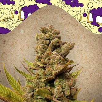 Blueberry Cheesecake (Female Seeds) feminiserede