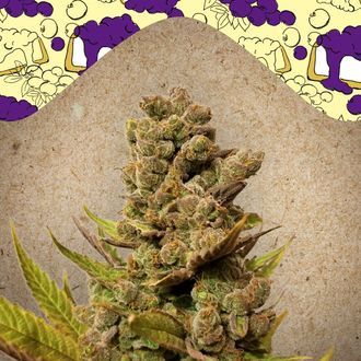 Blueberry Cheesecake (Female Seeds) Feminiserede