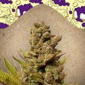 Blueberry Cheesecake (Female Seeds) Feminiserede