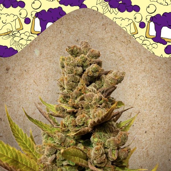Blueberry Cheesecake (Female Seeds) Feminiserede