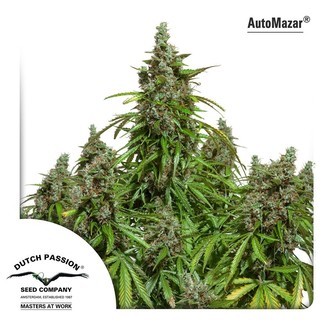 AutoMazar (Dutch Passion) feminiserede cannabisfr&oslash;