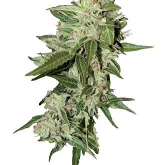 Auto Mazar (Dutch Passion) Feminiserede