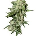 Auto Mazar (Dutch Passion) Feminiserede