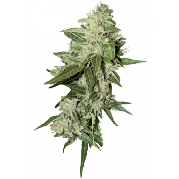 Auto Mazar (Dutch Passion) Feminiserede