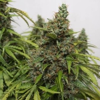 Auto Mazar (Dutch Passion) Feminiserede