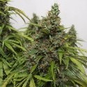 Auto Mazar (Dutch Passion) Feminiserede
