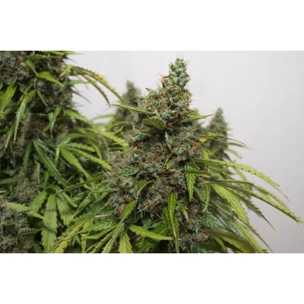 Auto Mazar (Dutch Passion) Feminiserede