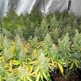 Auto Mazar (Dutch Passion) Feminiserede