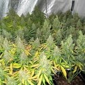 Auto Mazar (Dutch Passion) Feminiserede