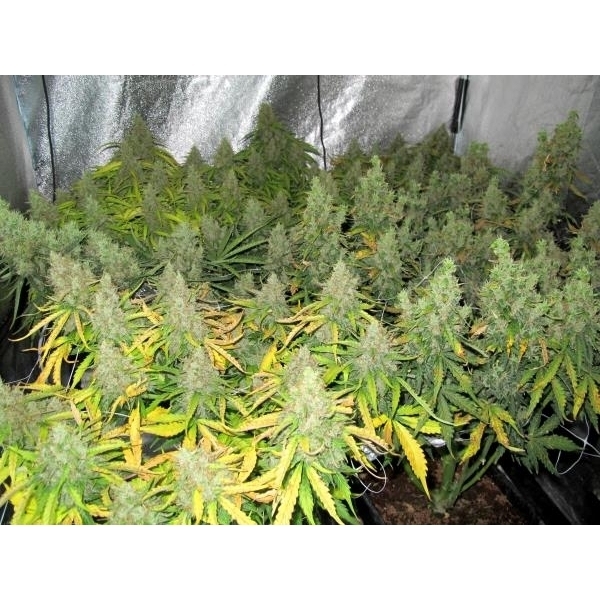 Auto Mazar (Dutch Passion) Feminiserede