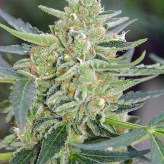 Auto Mazar (Dutch Passion) Feminiserede