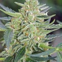 Auto Mazar (Dutch Passion) Feminiserede