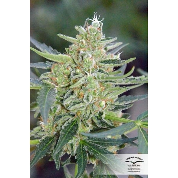 Auto Mazar (Dutch Passion) Feminiserede