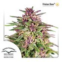 Frisian Dew (Dutch Passion) Feminiserede