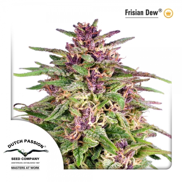 Frisian Dew (Dutch Passion) Feminiserede