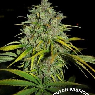 Frisian Dew (Dutch Passion) Feminiserede