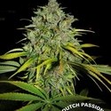 Frisian Dew (Dutch Passion) Feminiserede