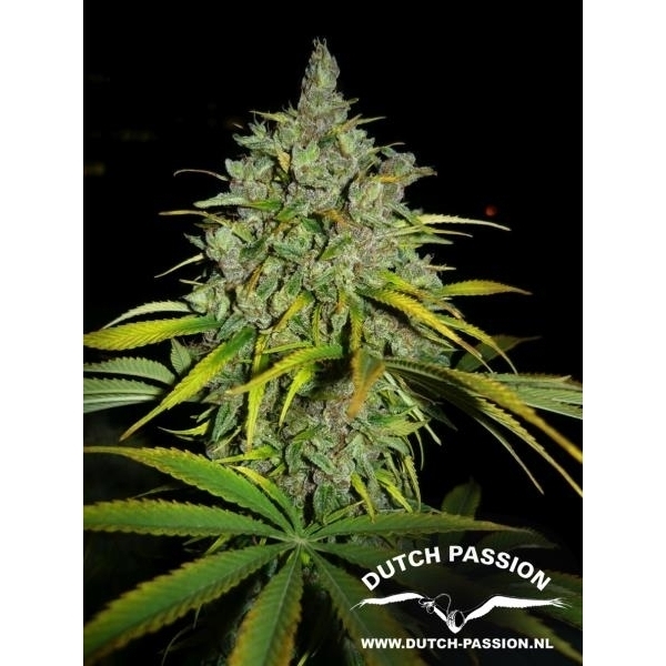 Frisian Dew (Dutch Passion) Feminiserede