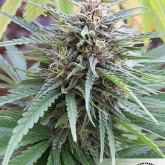 Frisian Dew (Dutch Passion) Feminiserede