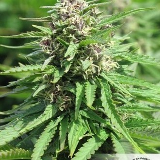Frisian Dew (Dutch Passion) Feminiserede