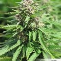 Frisian Dew (Dutch Passion) Feminiserede