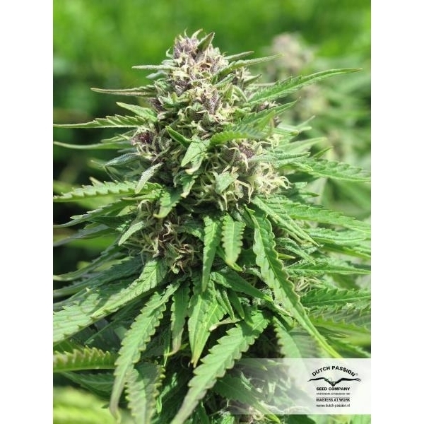Frisian Dew (Dutch Passion) Feminiserede