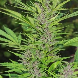 Frisian Dew (Dutch Passion) Feminiserede