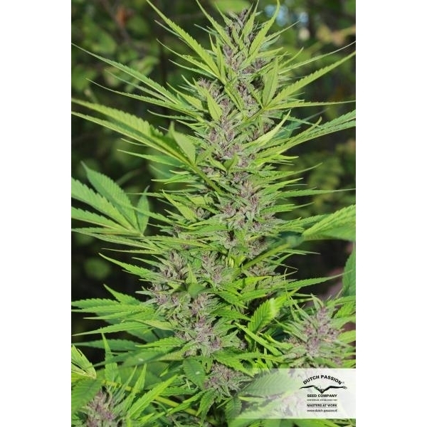Frisian Dew (Dutch Passion) Feminiserede