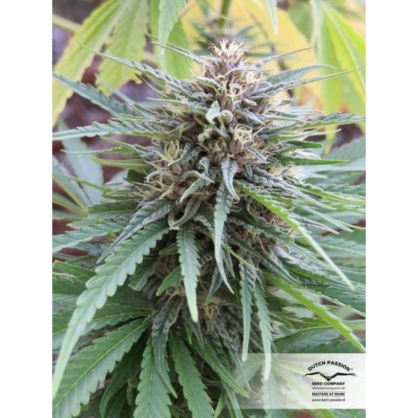 Frisian Dew (Dutch Passion) Feminiserede