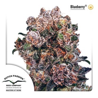 Blueberry (Dutch Passion) feminiserede cannabisfr&oslash;