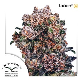 Blueberry (Dutch Passion) Feminiserede