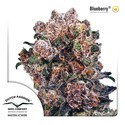 Blueberry (Dutch Passion) Feminiserede