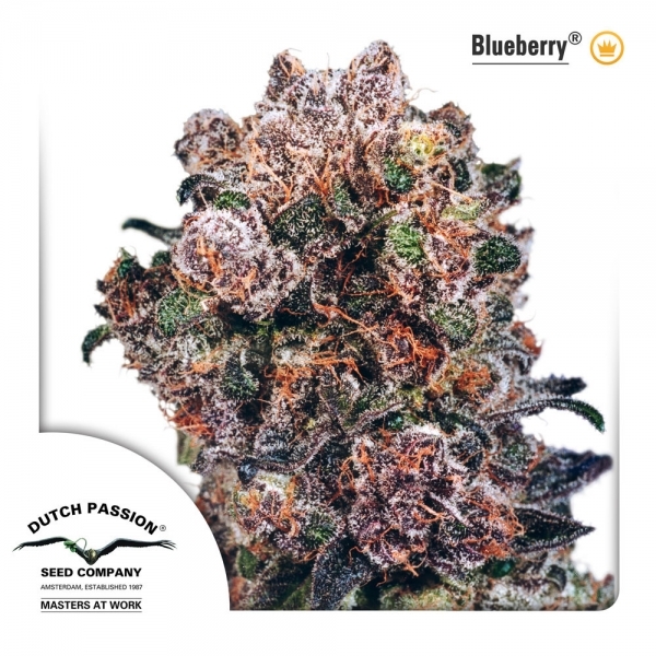 Blueberry (Dutch Passion) Feminiserede