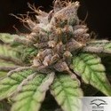 Blueberry (Dutch Passion) Feminiserede