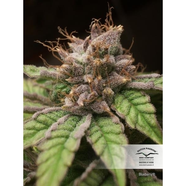 Blueberry (Dutch Passion) Feminiserede