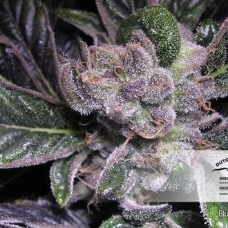 Blueberry (Dutch Passion) Feminiserede
