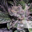 Blueberry (Dutch Passion) Feminiserede