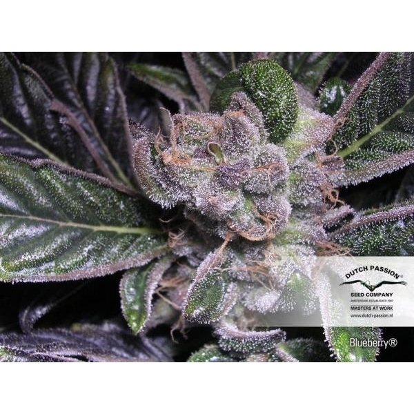 Blueberry (Dutch Passion) Feminiserede