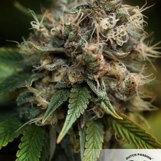 Blueberry (Dutch Passion) Feminiserede