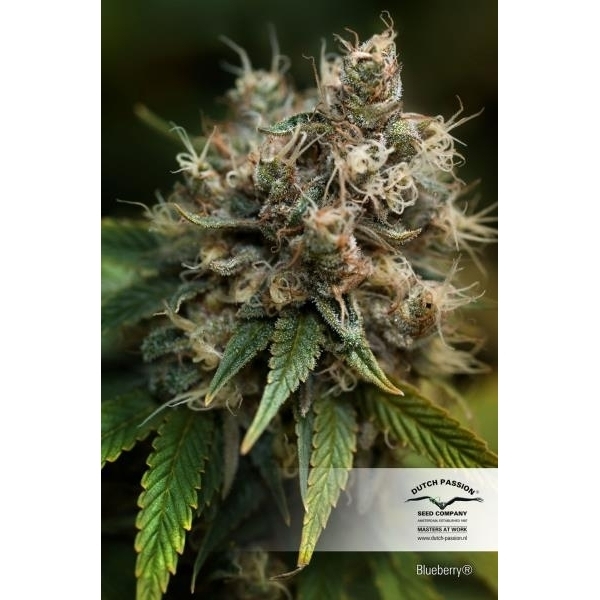 Blueberry (Dutch Passion) Feminiserede