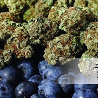Blueberry (Dutch Passion) Feminiserede