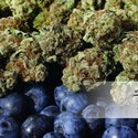 Blueberry (Dutch Passion) Feminiserede