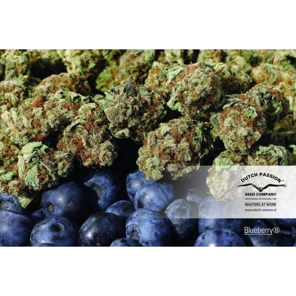 Blueberry (Dutch Passion) Feminiserede