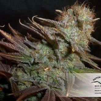 Blueberry (Dutch Passion) Feminiserede