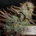 Blueberry (Dutch Passion) Feminiserede