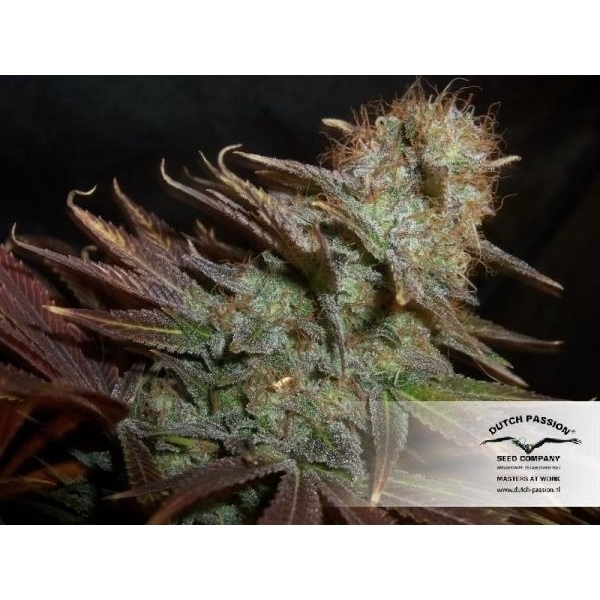 Blueberry (Dutch Passion) Feminiserede