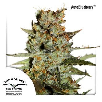 Autoblueberry (Dutch Passion) feminiserede cannabisfr&oslash;