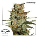 Auto Blueberry (Dutch Passion) Feminiserede