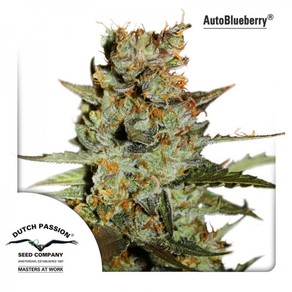 Auto Blueberry (Dutch Passion) Feminiserede