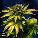 Auto Blueberry (Dutch Passion) Feminiserede